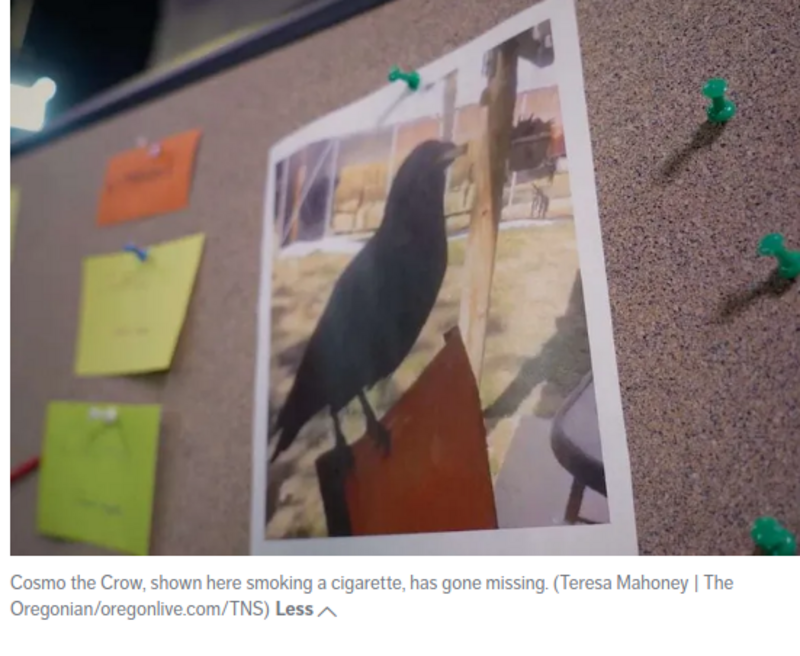 A talking crow befriended an Oregon elementary, went viral, then went missing
